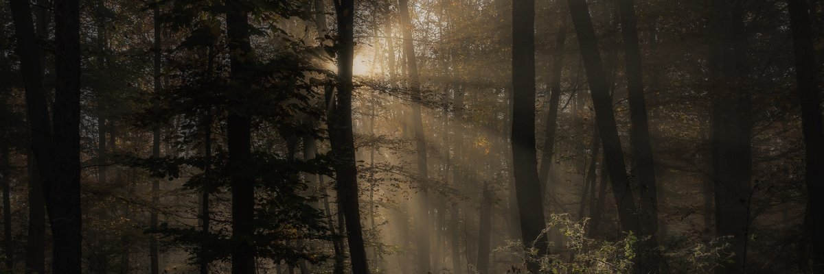 Bild von einem Wald wo Sonnenstrahlen durchfallen