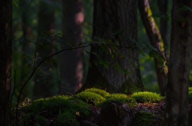 Foto vom Waldboden